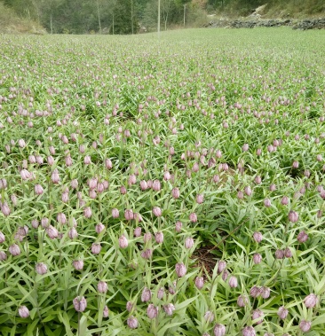 [川贝母批发]川贝母价格1200.00元/斤 - 一亩田