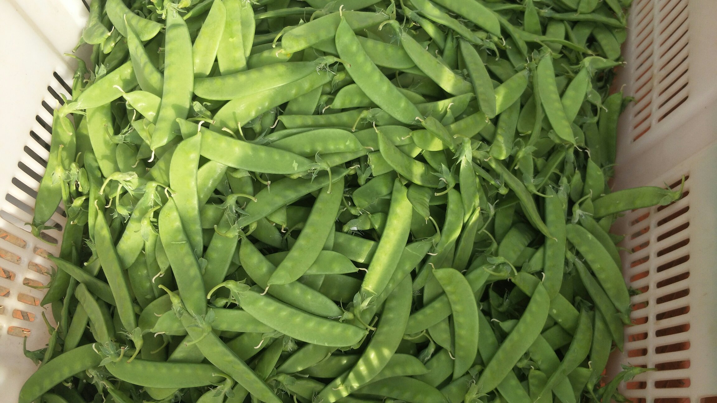 焯水后的荷兰豆色泽翠绿