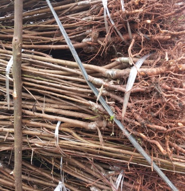 简阳市胭脂脆桃树苗技术支持拒绝假苗假一赔百