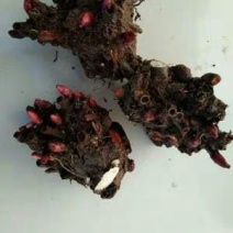 芍药，种球块根，3一4芽作为一块根