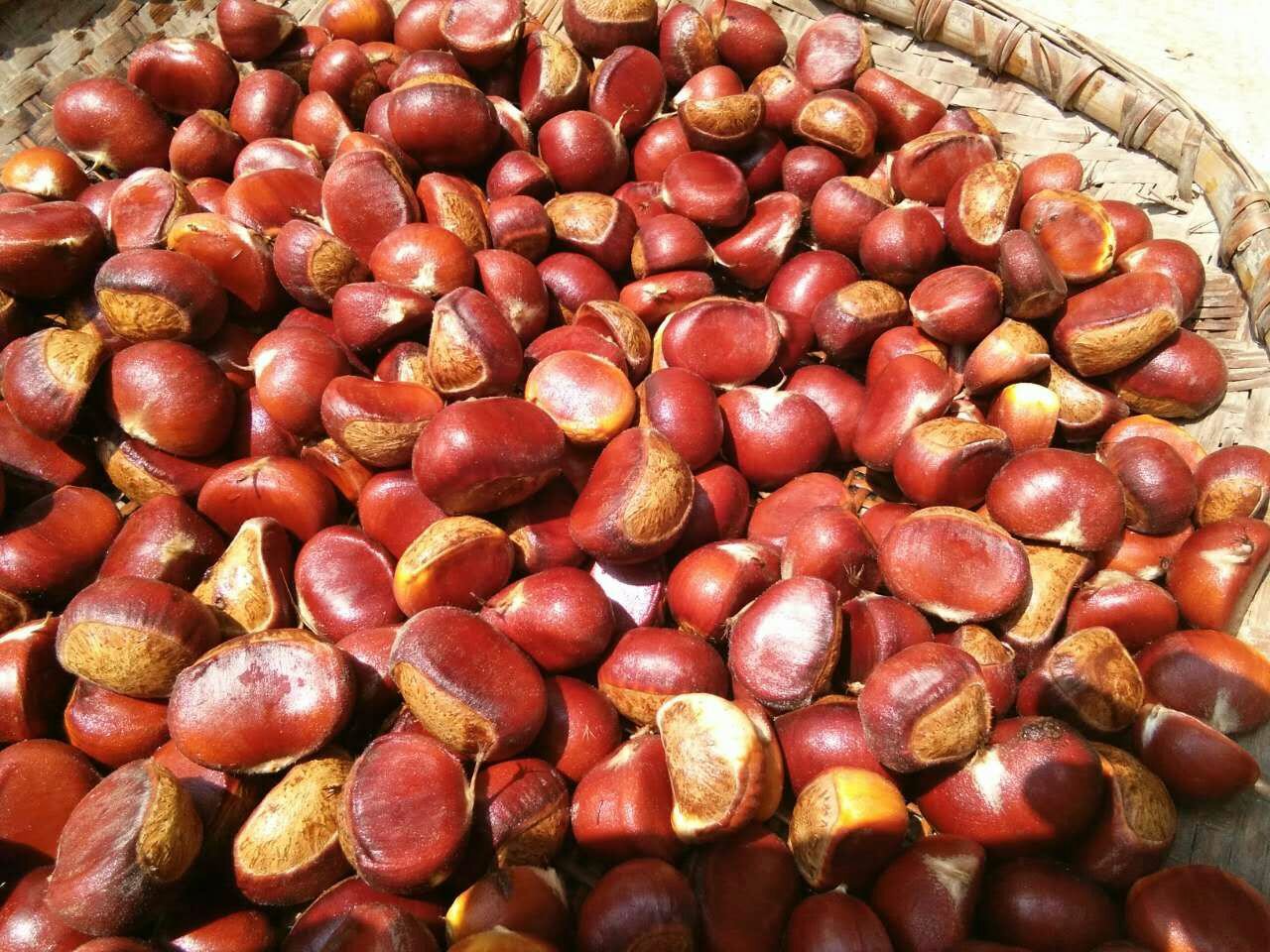 望郎回板栗成品展示图,清晰展现果粒饱满、色泽均匀的外观特征 望郎回板栗成品展示图