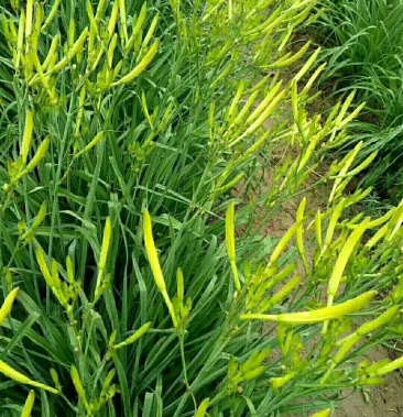 [黄花菜苗批发]黄花菜种苗价格85.00元/件 - 一亩田