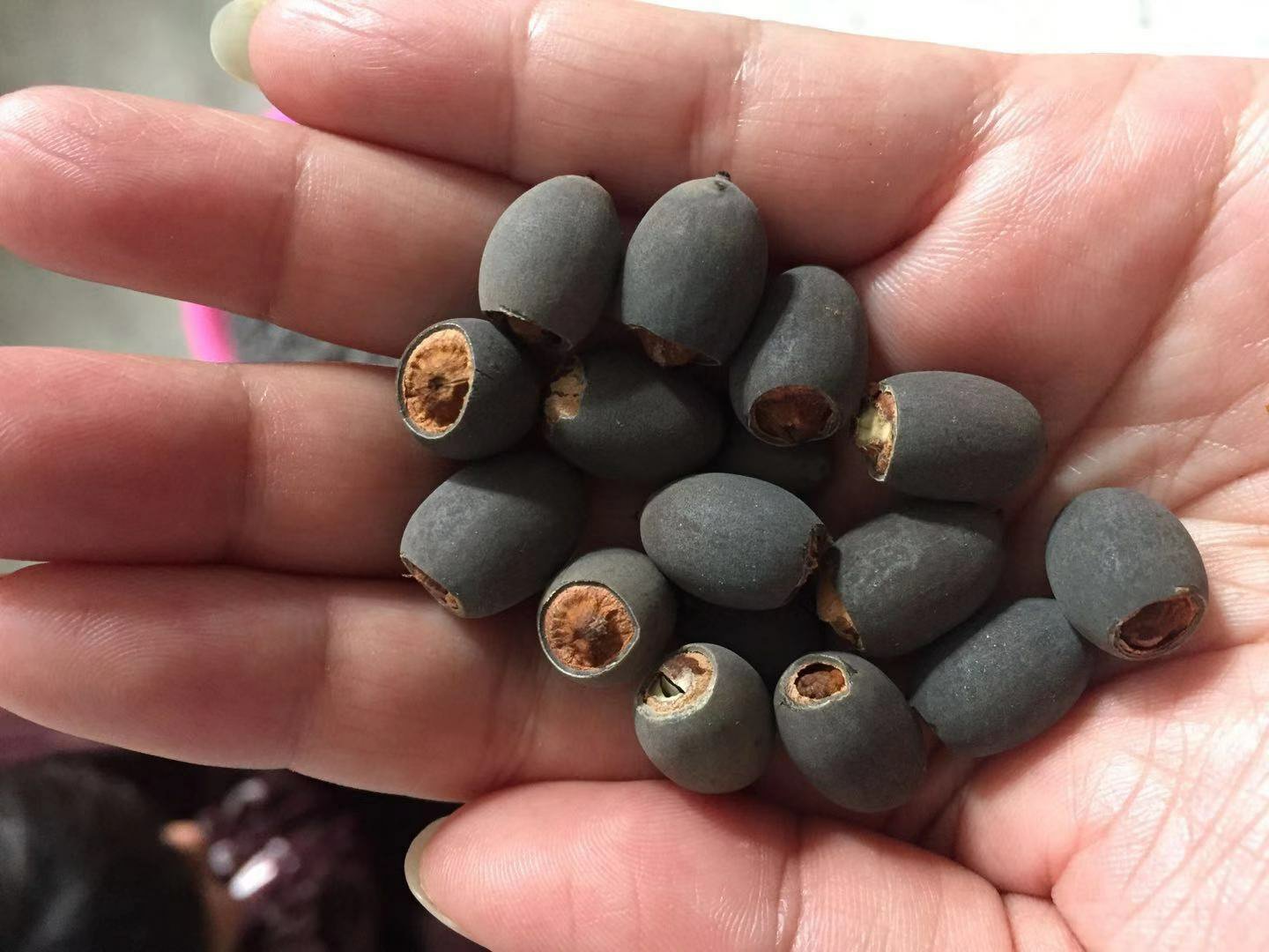莲子与莲子心实物对比图
