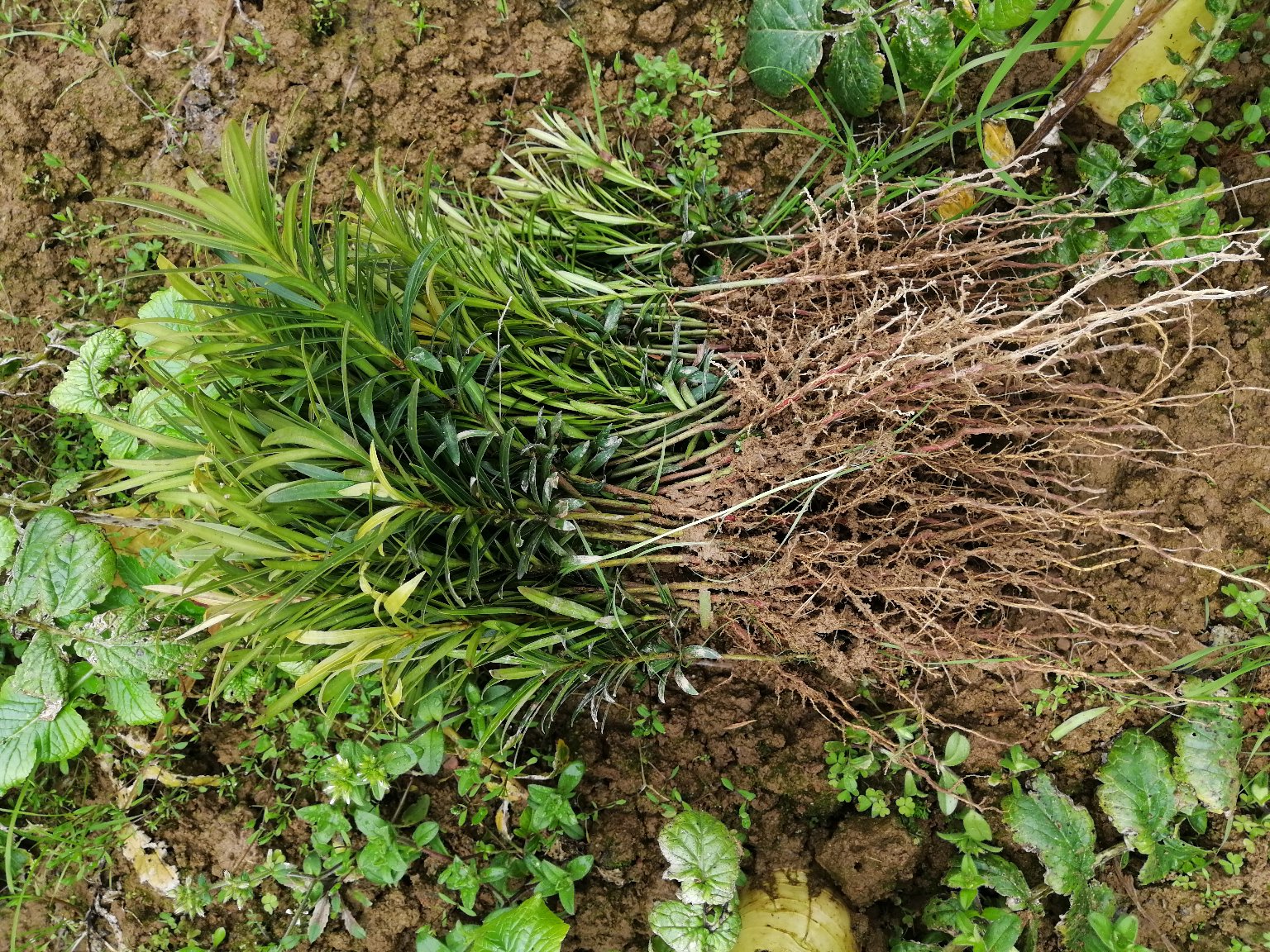 刚栽的罗汉松幼苗种植场景,展示根系处理和土壤覆盖细节 罗汉松幼苗种植场景
