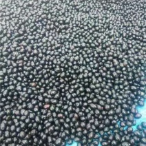 山豆根种子