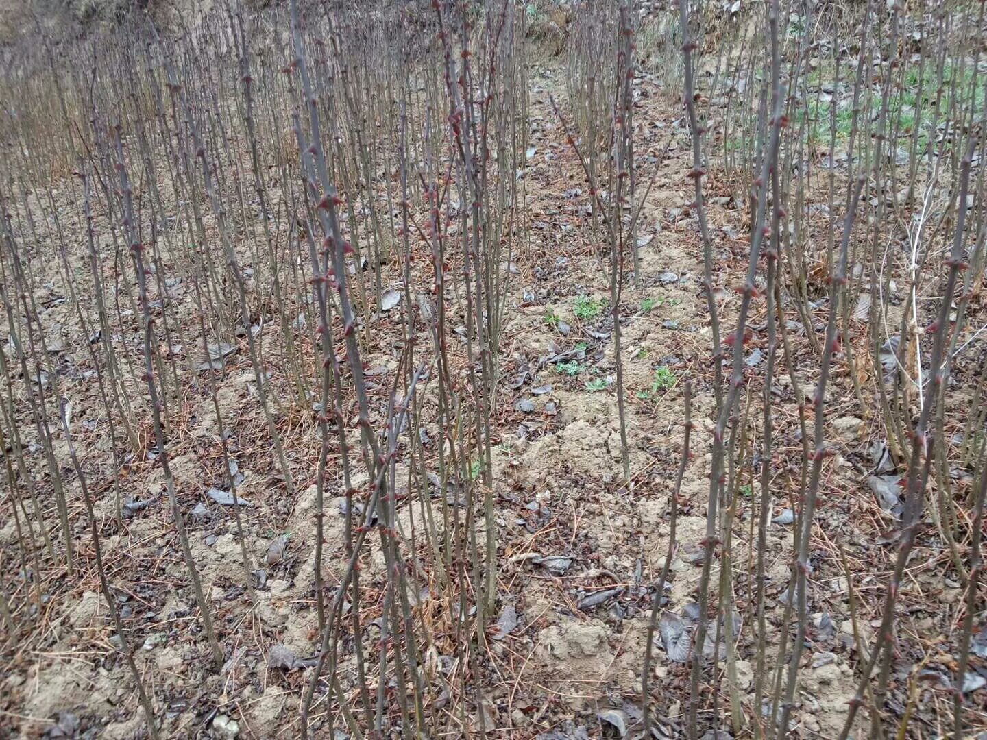 花椒黄叶症状图