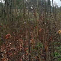 千年桐籽树树苗