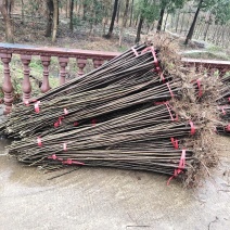 栾树