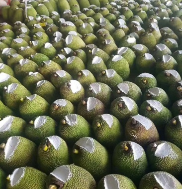 泰国八号菠萝蜜苗泰国红肉十二号菠萝蜜苗