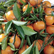 马水枯4一45