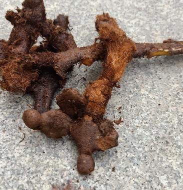 [巴岩姜批发]巴岩姜价格2.00元/斤 - 一亩田