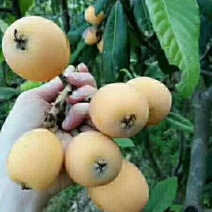新的枇杷膏出来了[微笑]【川贝冰糖枇杷膏