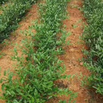 野生浓香铁观音王礼盒装，好茶数量不多哦