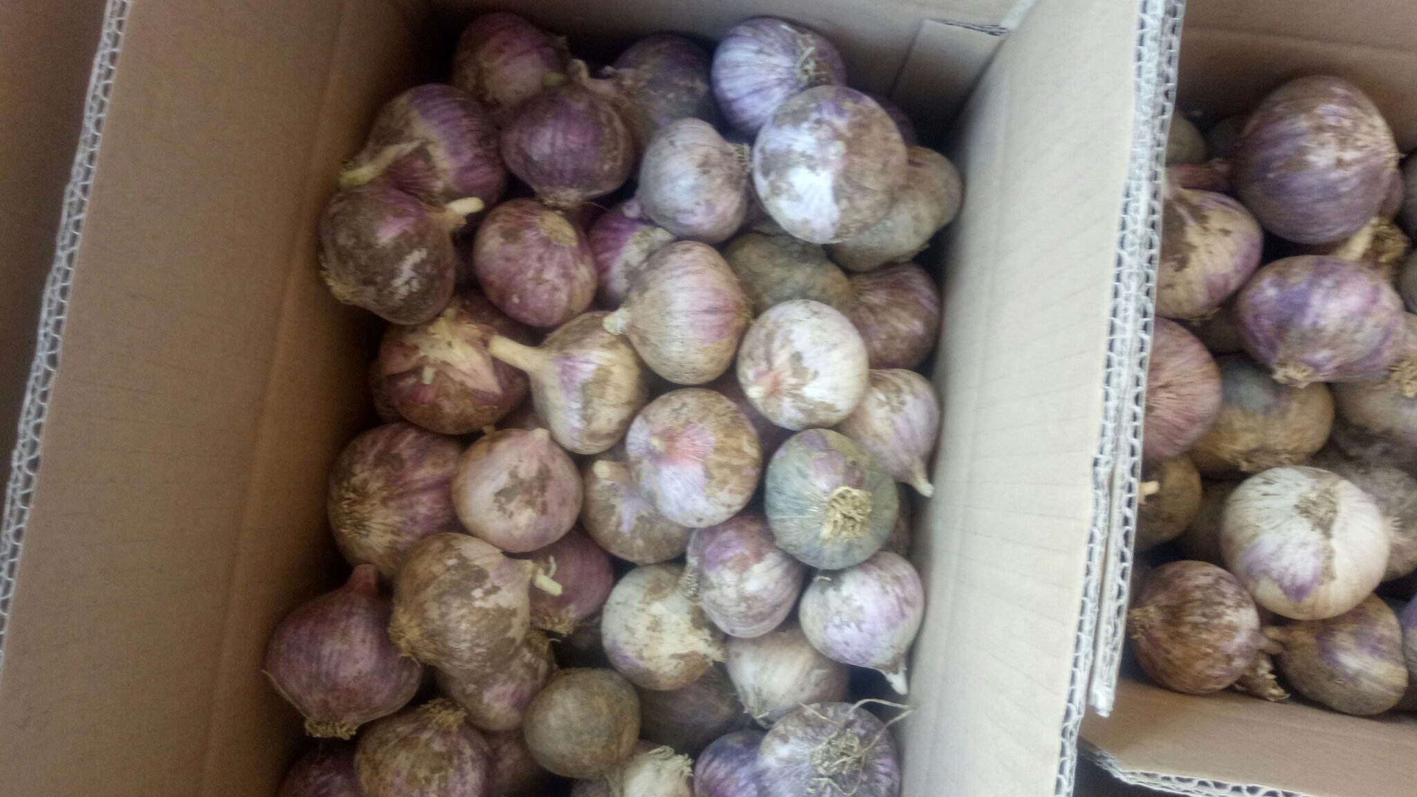 独头蒜储存对比场景图