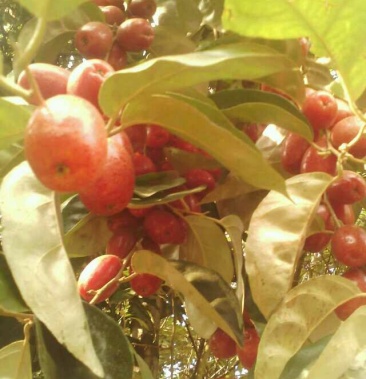 甜牛奶果三月李鸡血李