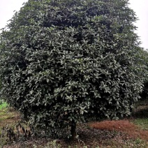 桂花
