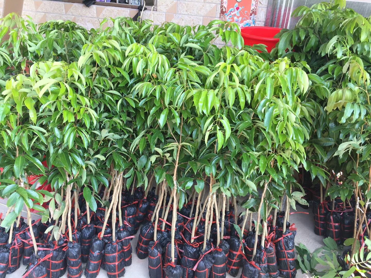 技术人员在实验室中进行无核荔枝苗组织培养操作，手持无菌工具处理试管苗，背景为排架上的培养瓶