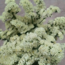 鲜花，勿忘我，情人草，水晶草