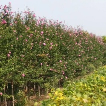 木槿