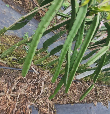 [火龙果苗批发]台湾红宝龙价格2.50元/棵 - 一亩田