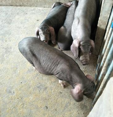 梅山二代母猪图片