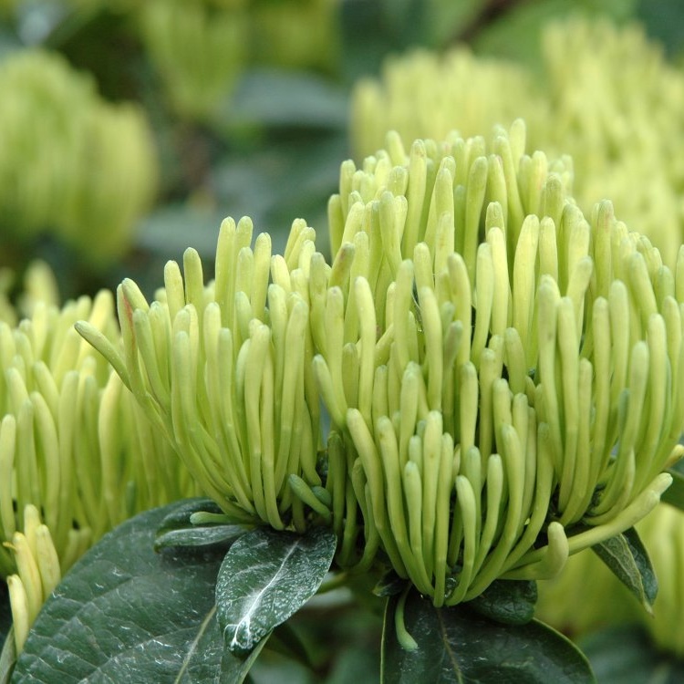 湘蕾金银花苗 20~90cm【顺丰包邮】优质,高产,高效