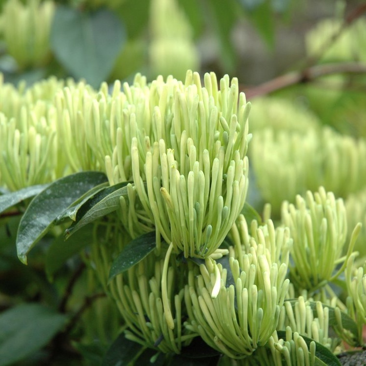 湘蕾金银花苗 20~90cm【顺丰包邮】优质,高产,高效