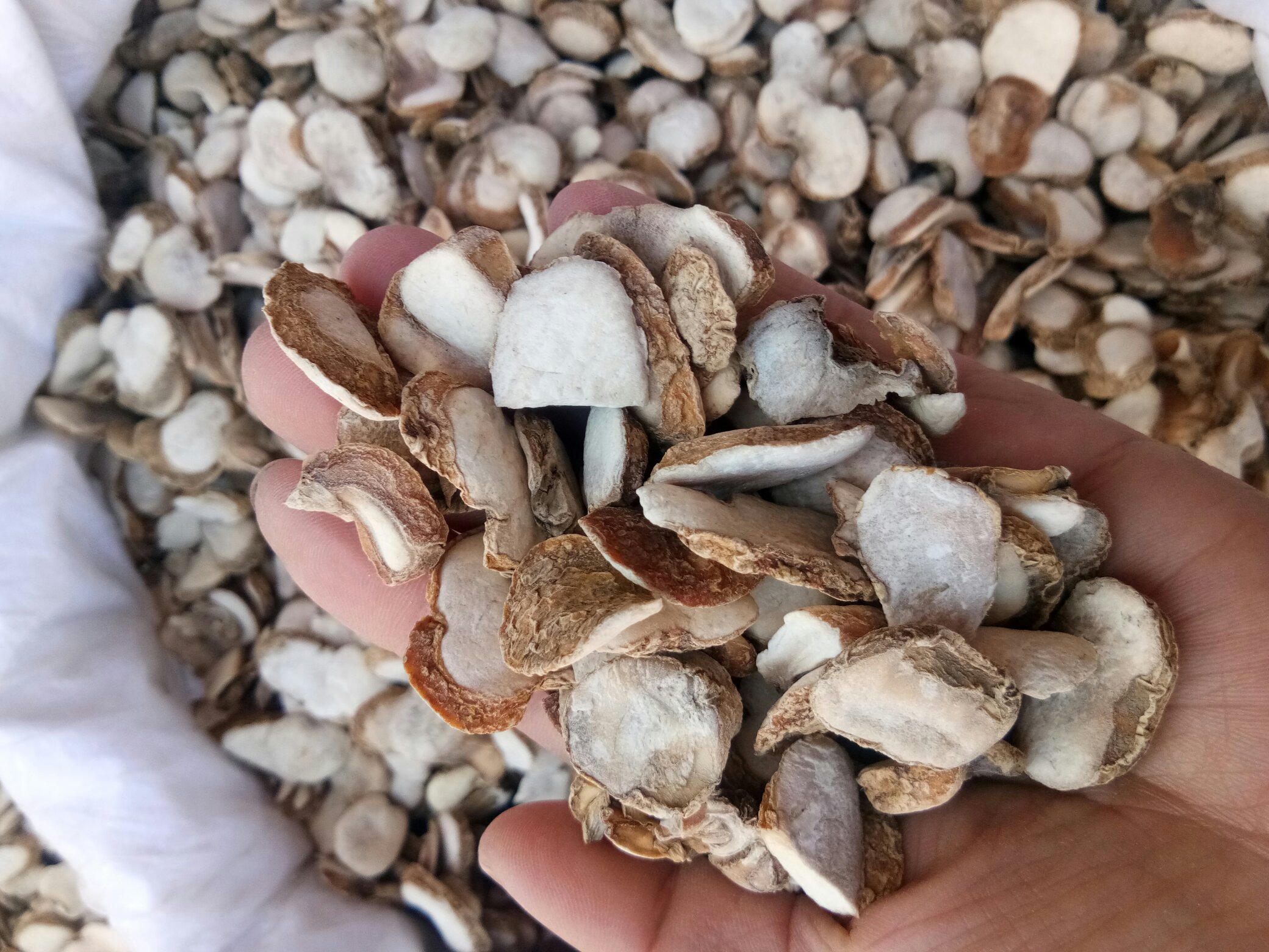 场景摄影:三甲医院中医呼吸科诊室,白大褂医师手持浙贝母饮片向中年患者讲解,背景为‘肺结节中医调护’科普展板,桌上摆放浙贝母、陈皮、杏仁等配伍药材,突出专业、可信、个体化指导氛围 中医师在诊室指导患者辨识浙贝母药材并解释适用体质