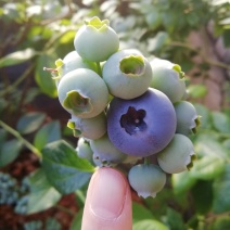 蓝莓