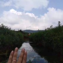 即墨海边土地出租