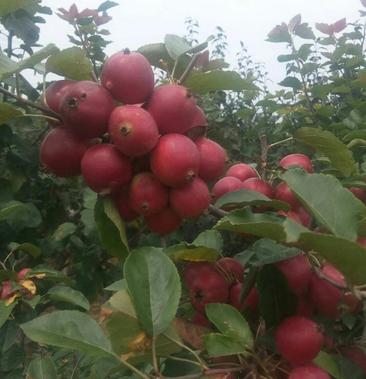 [苹果树盆景批发]平安果树盆栽当年挂果价格8.00元/棵 一亩田