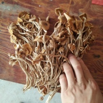特级广昌开伞茶树菇仿野生包邮
