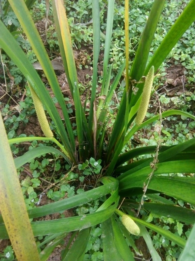 四川省广安市岳池县石菖蒲花