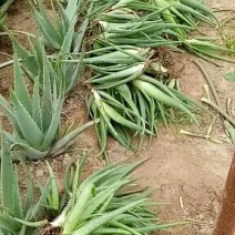 芦荟苗——库拉索大芦荟