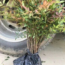 绿化苗木南天竹庭院植物南天竹苗南天竺红天竹盆栽盆景绿篱