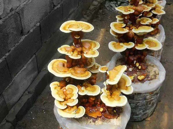 人工培育环境下正在生长的赤灵芝子实体特写