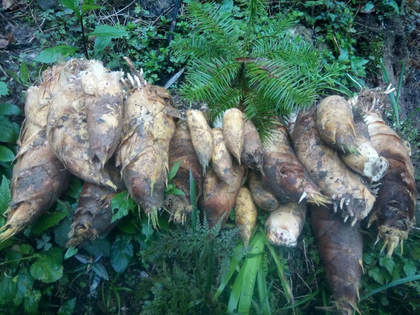 城市绿化带中生长的新鲜竹笋特写,地面为市政草坪,旁边有步行道和行道树,环境整洁但属于公共区域 绿化带中冒出的几株新鲜竹笋,周围是修剪整齐的草坪和市政道路,阳光洒落,背景可见行人路过