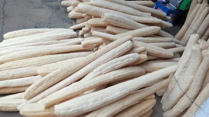 老丝瓜自然晾晒在藤架上,呈现纤维化特征 老丝瓜晾晒在藤架上