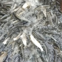 草鱼，青鱼，罗飞。