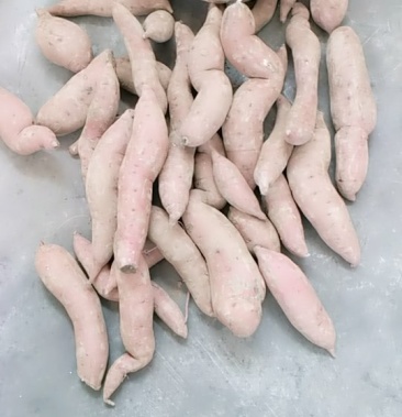 新红薯籽商薯19秦薯5等品种