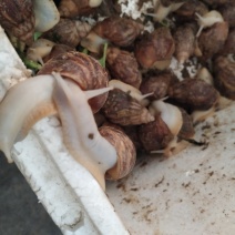 白玉蜗牛