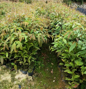 红椎树苗红锥小苗红锥袋装苗