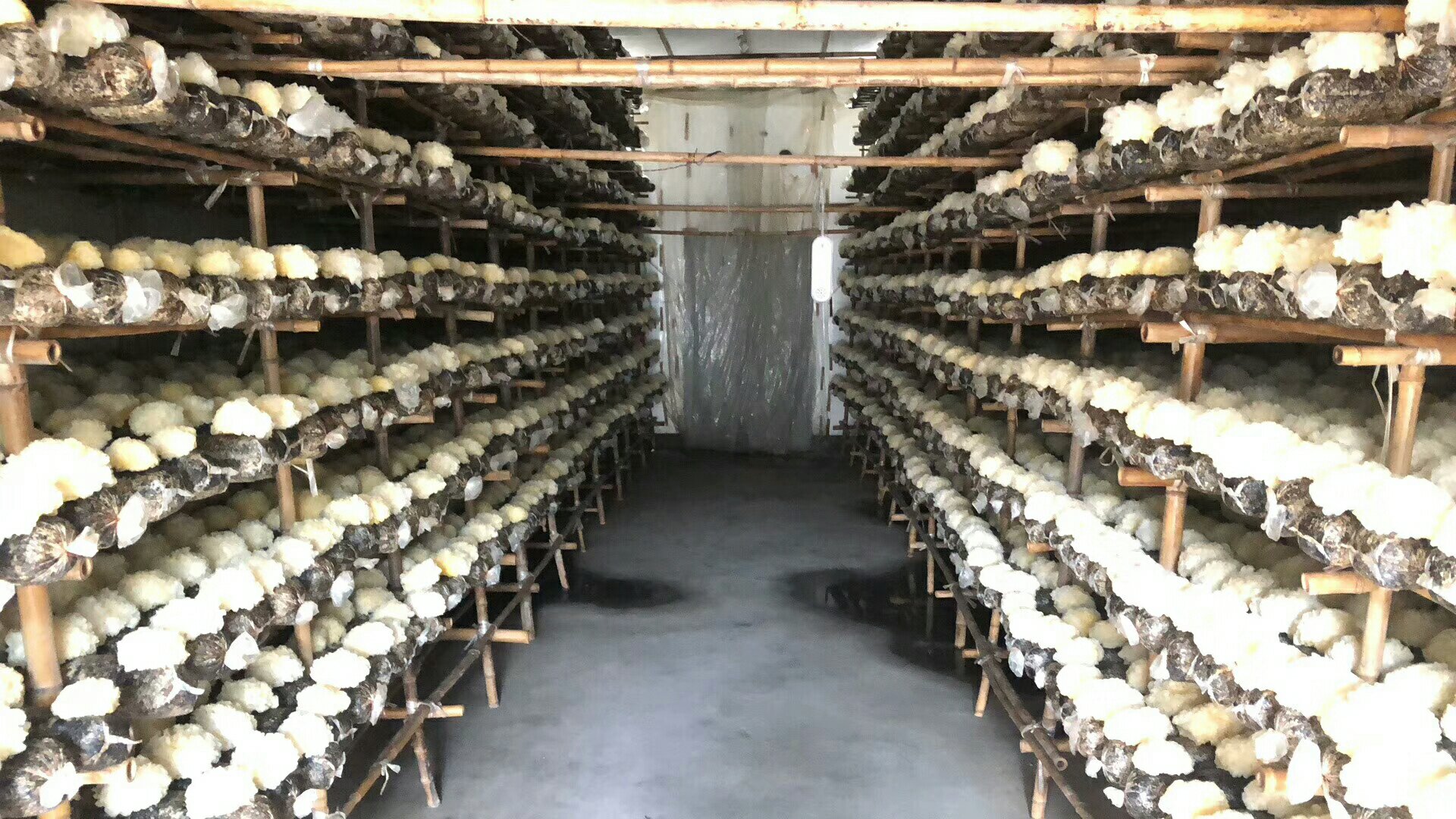 一座现代化银耳温室位于河北邢台,内部安装有暖风机、喷雾管道和光照控制系统,工人正在检查悬挂式椴木段上的出耳情况,温室内温度显示为23.5℃,湿度为87% 北方冬季银耳温室栽培实景