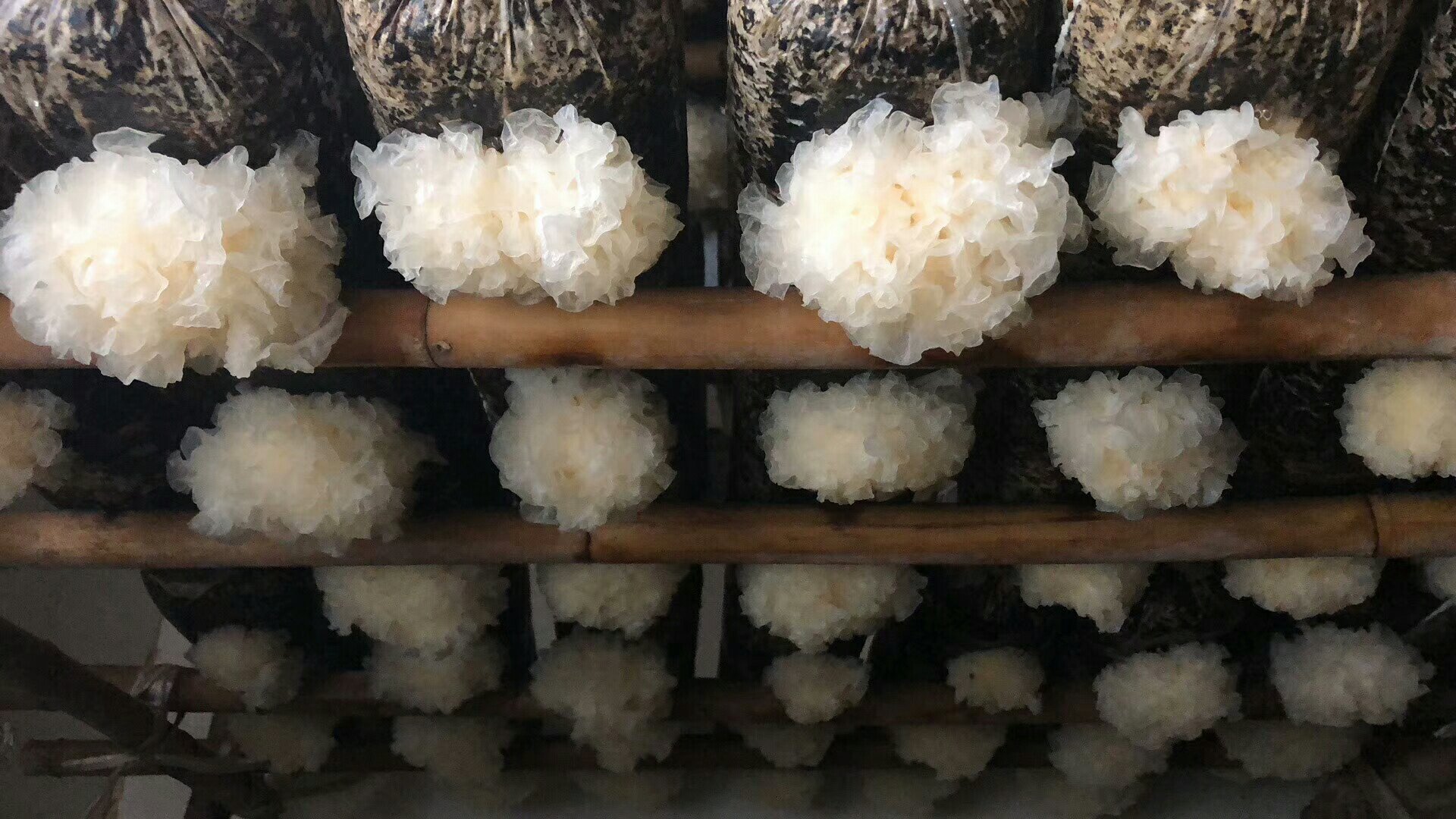 一排整齐排列的椴木段上生长着洁白饱满的新鲜银耳,耳片舒展,表面湿润有光泽,背景为阴凉通风的种植棚内环境,体现生态自然的栽培方式 椴木段上生长的新鲜银耳特写