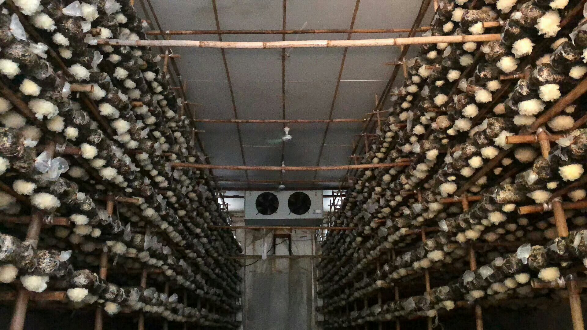 农户在标准化大棚内采收成熟毛木耳，手捧一朵直径约13 cm的健康子实体，背景可见悬挂的物联网温湿度传感器与绿色食品认证标牌