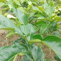 三红蜜柚苗一年苗，
