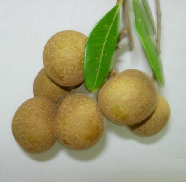 石硖龙眼嫁接苗特写