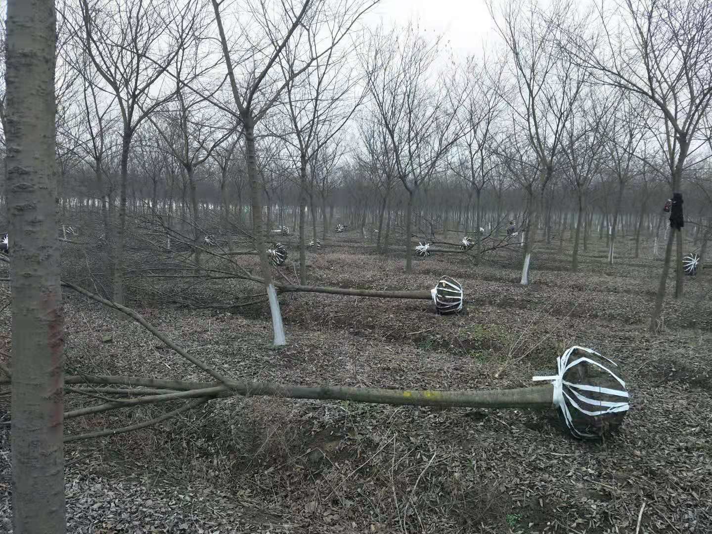 五角枫树苗在苗圃中整齐排列