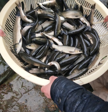 草鱼鱼苗草鱼苗10cm以上人工养殖