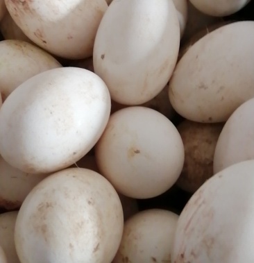 [鹅蛋批发]鹅蛋价格1.00元/个 - 一亩田